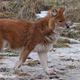 Красные волки подружились в зоопарке с серыми воронами